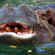 Illustration for article titled emAmerican Hippopotamus/em, Or How The US Tried To Import Hippos For Food